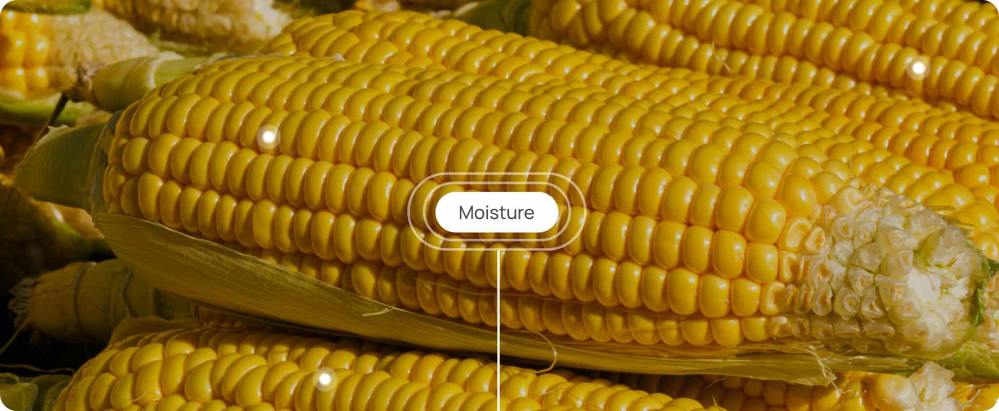 Close-up of a stack of ripe corn cobs with husks. A label reading "Moisture" is placed on top.